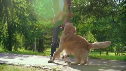 Dog Playing With Ball In The Forest With Her Owner In Amazing Way