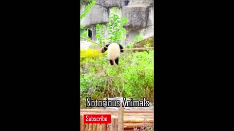 Funny Animals Shots