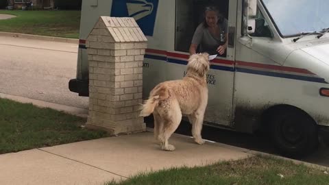 Reggie Taking a Rose to the Mail Lady