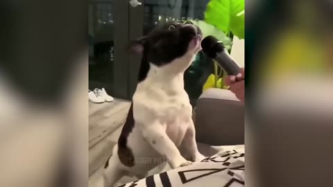 Laughing Animal Videos - Funny Dogs and Cats - Funny Animal Videos