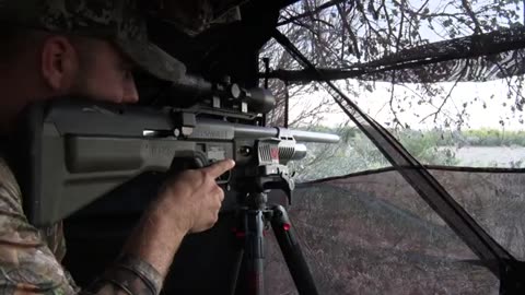 The Deer Hunting with the Umarex .50cal Hammer