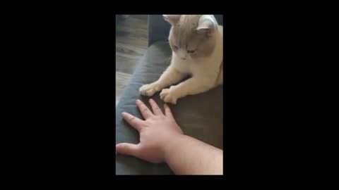 Funny cats moment Part 2 #cats #funny #rumble #shorts