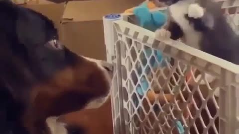 Pet fights