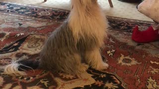 Chinese Crested Emphatically Sings Deck The Halls