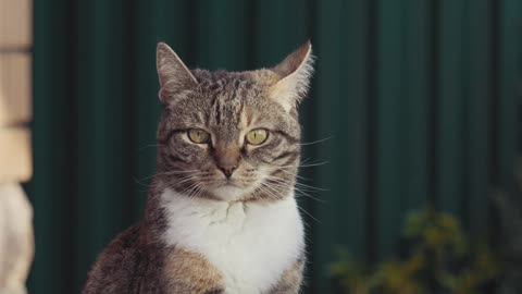 close-up cat