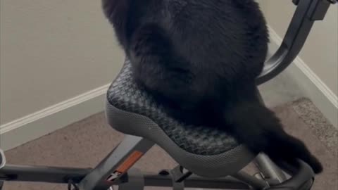 Adopting a Cat from a Shelter Vlog - Precious Piper and I Learn to Share the Exercise Bike #shorts