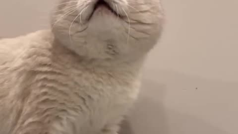 Cat sound to attract cats🙀realistic multiple meows