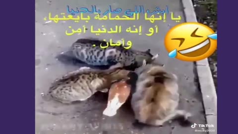 Death laughing 🤣🤣 An ugly donkey kicks its owner Funny clips Laughing until death Funny animals