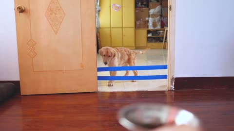 Puppy challenges tape to get food