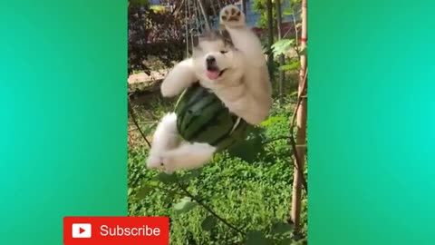 TRY NOT TO LAUGH - Funny Animal videos - Best Of 2020