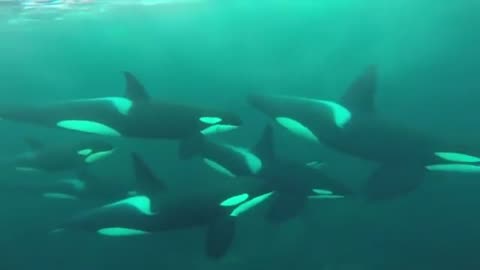 Killer whales (or orca dolphins)