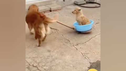 Funny Animal Video