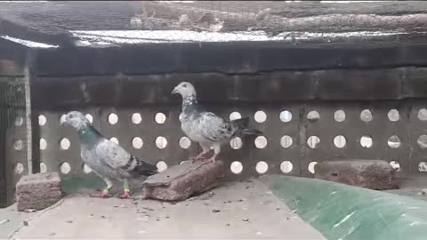 Beautiful pigeon breeder pair best flying