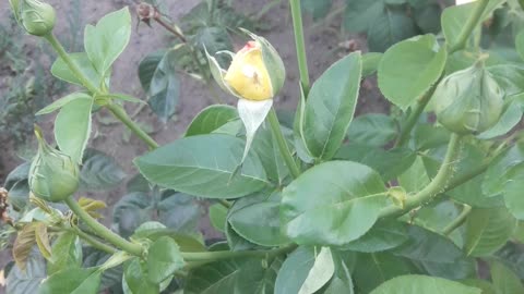 Yellow rose bud