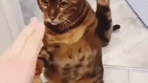 Boxing practice of cat/funny cat video