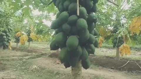 Papaya garden beautiful garden