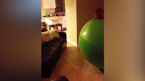 Man And Giant Balloon Become One