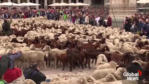 Sheep take over Madrid's streets as they head for winter pastures