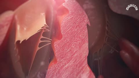 Human Heart Anatomy (3D Medical Animation)