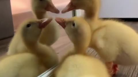 Funny animal video on Instagram: "Invaded by duck troops