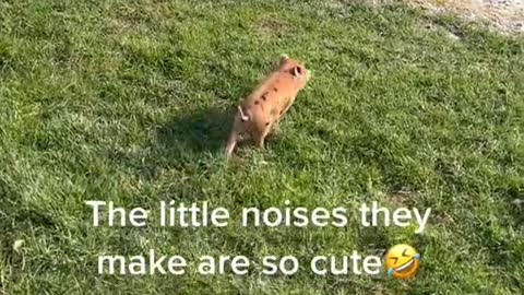 The little noises they make are so cute