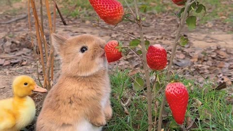 Cute baby rabbit 🐰😀🐰