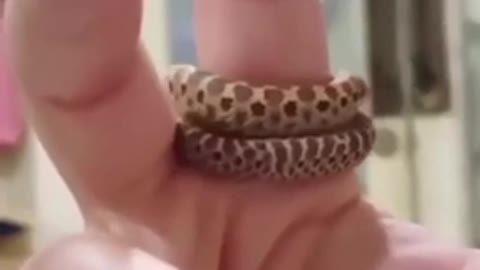 Cute snake