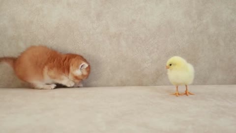 Kittens walk with a tiny chicken