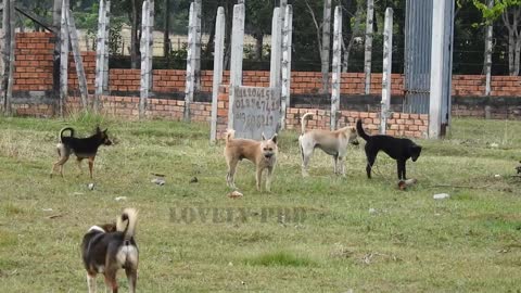 Villagedog!! Black Labrador Retriever Vs German Shepherd Dog Near Home