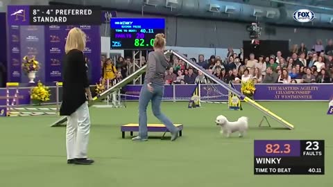 Best WKC Dog Show moments to celebrate the National Puppy Day