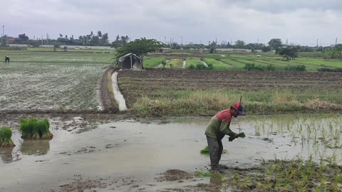 Farmer