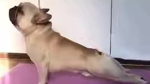 Dog doing Yoga Funny