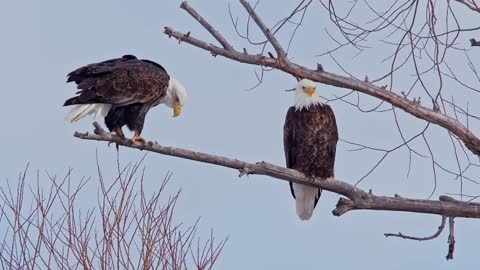 Bald Eagle: America’s Fursona