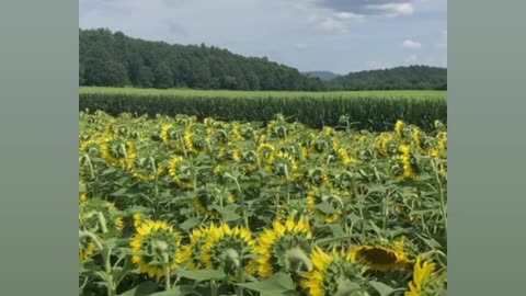 Mountains of sunflowers and wild flowers