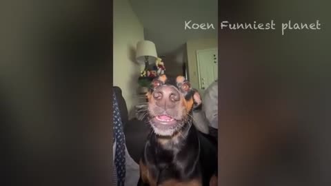 Funnny animal video