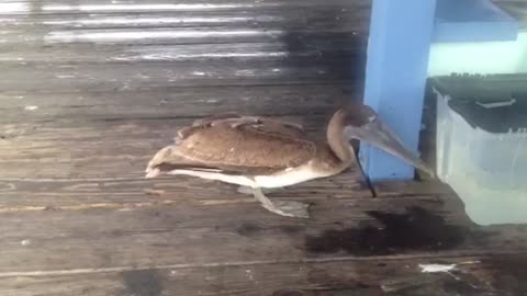 Big beaked pelican reaches for forbidden fish