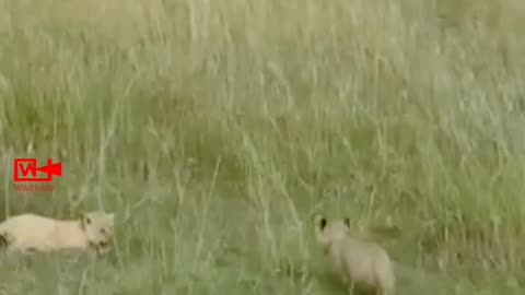 OMG😱Elephant Stepping Over Lion Cubs | Lioness vs Elephant #elephant #attack #lion #cubs #short