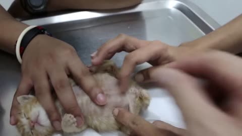 Two kittens mus be massaged to pee and poop