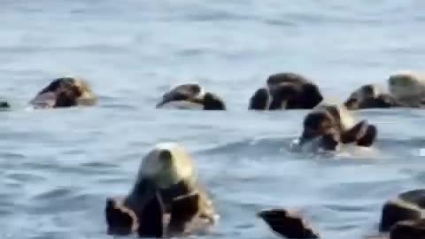 SEA OTTERS