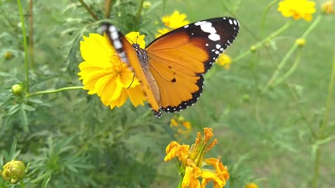 A butterfly that flirts with flowers