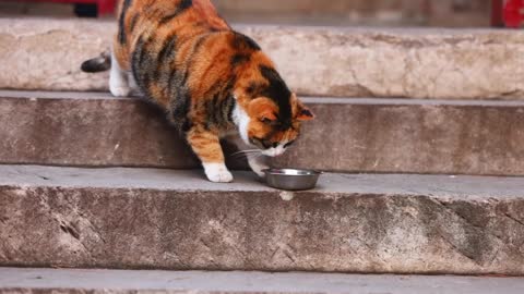 A pied cat eating upside down