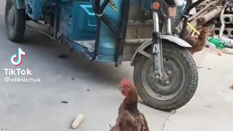 Funny chicken