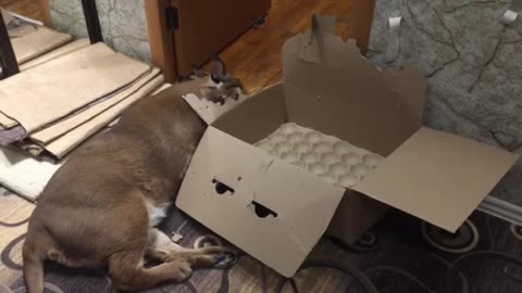 Floppa plays with Cardboard