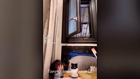 Funny kitty you haven't seen