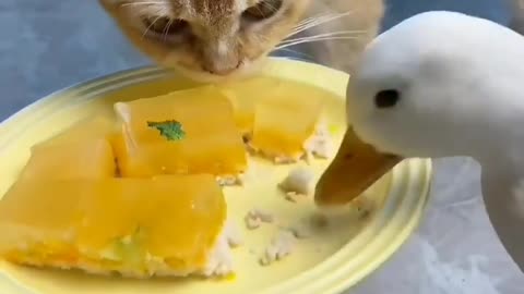 very funny cat and duck LOL