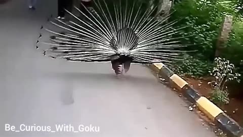 #Captivating Peacock Dancing: Nature's Ballet"#