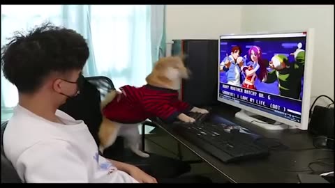 Funny dog playing c games( full version)