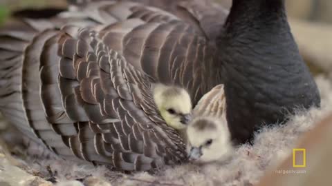 Arctic Geese Chicks Jump Off Cliff to Survive | Hostile Planet