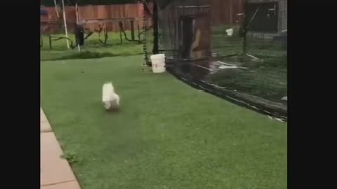 Perros y cachorros graciosos