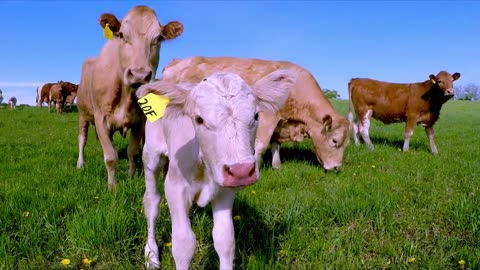 Mother cow & newborn calf greet stranger who helped them reunite